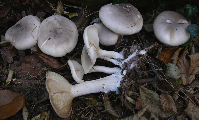 Facili,meno facili...per allenamento...
